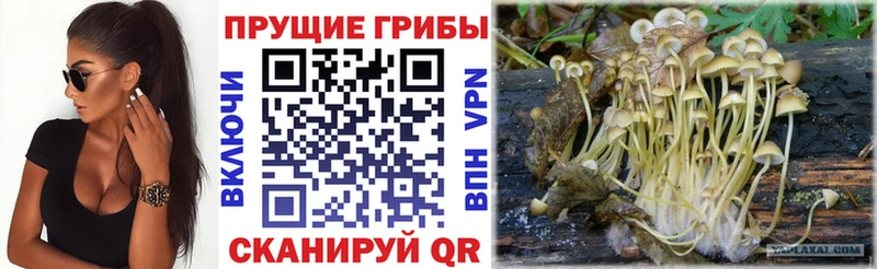 Галлюциногенные грибы Cubensis мориарти как зайти Фурманов